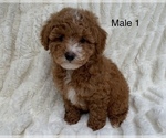 Small Photo #4 Poodle (Toy) Puppy For Sale in AUBURN, CA, USA