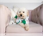 Small Photo #7 Goldendoodle (Miniature) Puppy For Sale in St. Louis Park, MN, USA