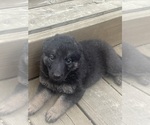 Small Photo #10 German Shepherd Dog Puppy For Sale in MOUNT VERNON, TX, USA