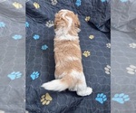 Small Photo #8 Poodle (Miniature)-Unknown Mix Puppy For Sale in CEDARTOWN, GA, USA