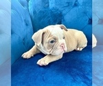 Small #5 English Bulldog