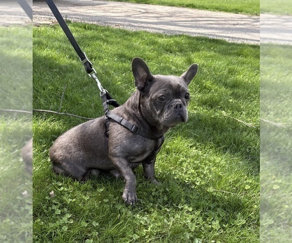 Medium Photo #1 French Bulldog Puppy For Sale in MIDDLEBURY, IN, USA