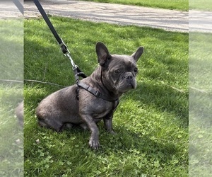 Mother of the French Bulldog puppies born on 02/20/2026