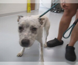 Staffordshire Bull Terrier Dogs for adoption in Ocala, FL, USA