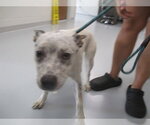Small Staffordshire Bull Terrier