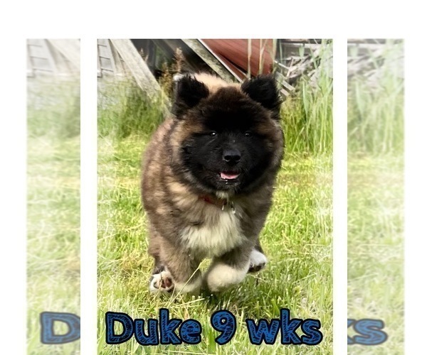 Medium Photo #41 Akita Puppy For Sale in BUTLER, PA, USA