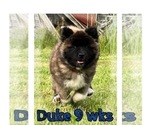 Small Photo #41 Akita Puppy For Sale in BUTLER, PA, USA