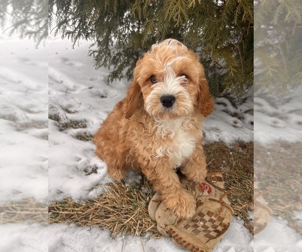 Medium Photo #3 Cavapoo (Miniature) Puppy For Sale in MIDDLEBURY, IN, USA
