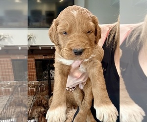Goldendoodle Puppy for sale in ORANGEVALE, CA, USA