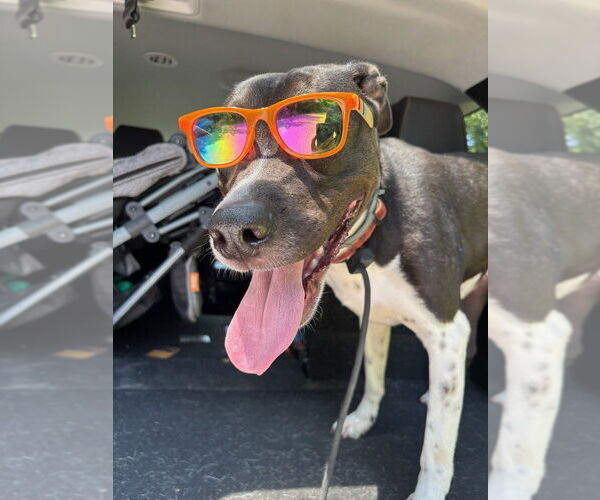 Medium Photo #24 Lab-Pointer Puppy For Sale in Brewster, NY, USA