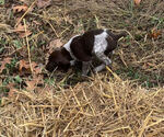 Small Photo #5 German Shorthaired Pointer Puppy For Sale in FOSTER, RI, USA