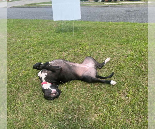 Medium Photo #4 Labrador Retriever-Staffordshire Bull Terrier Mix Puppy For Sale in Ball Ground, GA, USA