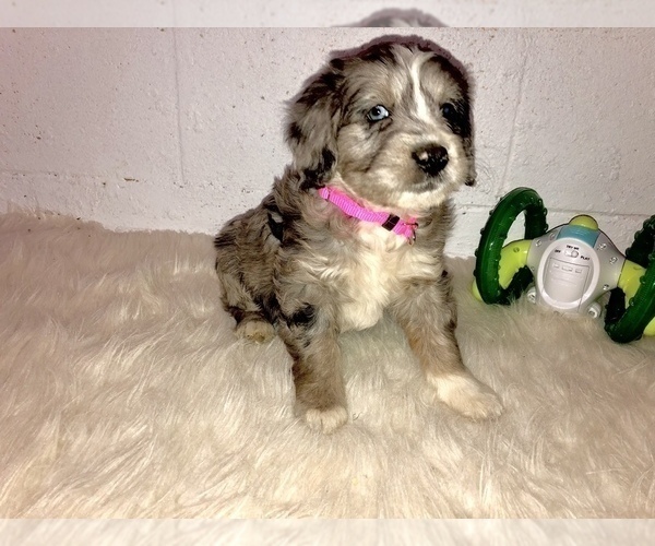 Medium Photo #6 Aussiedoodle Miniature  Puppy For Sale in GOSHEN, IN, USA