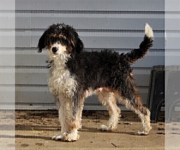 Medium Photo #1 Bernedoodle-Poodle (Toy) Mix Puppy For Sale in NOTTINGHAM, PA, USA