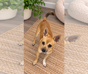 Chihuahua-Unknown Mix Dogs for adoption in Phoenix, AZ, USA