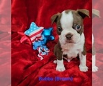 Puppy Bubba Brown Boston Terrier
