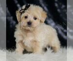 Puppy Chesnut Maltipoo (Miniature)