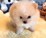 Small #3 Pomeranian