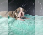 Small Photo #42 Boston Terrier Puppy For Sale in TULARE, CA, USA