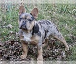 Small Photo #11 French Bulldog Puppy For Sale in KNOXVILLE, TN, USA