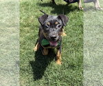 Small Labrador Retriever Mix
