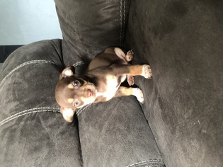 Chiweenie Puppy for sale in FORT MYERS, FL, USA