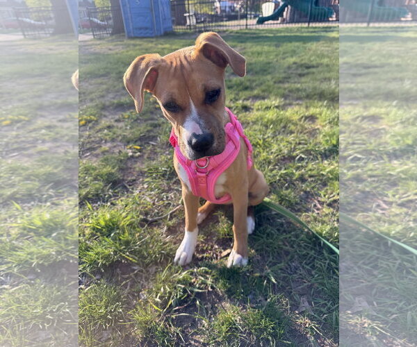 Medium Photo #4 Boxer Puppy For Sale in Dumont, NJ, USA