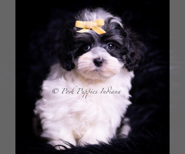 Medium Photo #1 Maltipoo (Toy) Puppy For Sale in WARSAW, IN, USA