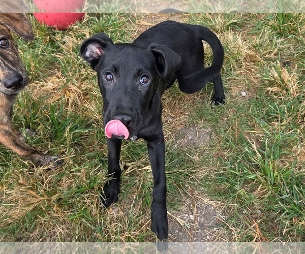 Medium Photo #2 Mutt Puppy For Sale in Anniston, AL, USA