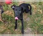Small Photo #2 Mutt Puppy For Sale in Anniston, AL, USA