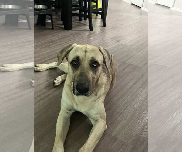 Medium Photo #6 Catahoula Leopard Dog-German Shepherd Dog Mix Puppy For Sale in The Woodlands, TX, USA