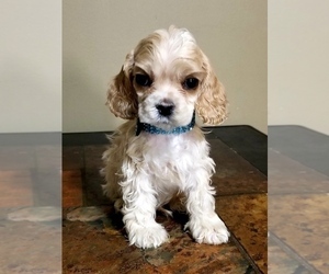Cocker Spaniel Puppy for Sale in TERRY, Mississippi USA