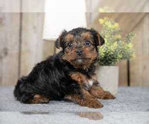 Yorkshire Terrier Litter for sale in GREENWICH, OH, USA