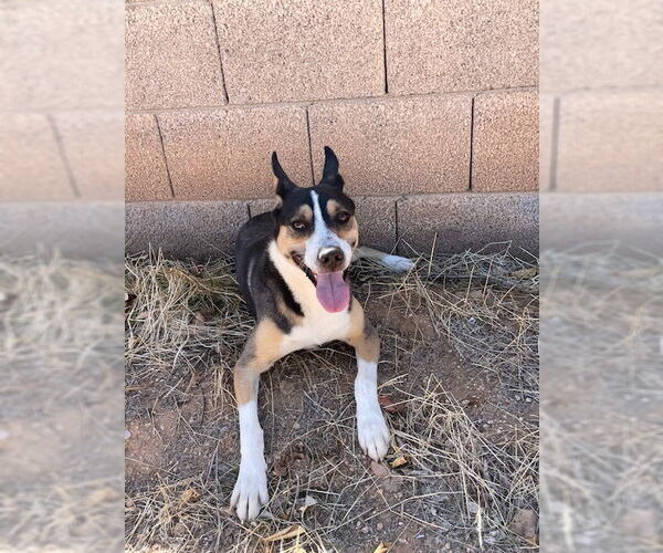 Medium Photo #2 Australian Kelpie-Huskies  Mix Puppy For Sale in Chandler, AZ, USA