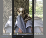 Small Photo #1 Australian Shepherd Puppy For Sale in SEYMOUR, MO, USA