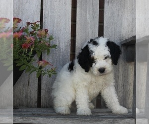 Bernedoodle (Miniature) Puppy for sale in FREDERICKSBURG, OH, USA