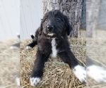 Small Photo #29 Aussiedoodle Puppy For Sale in DOWELLTOWN, TN, USA