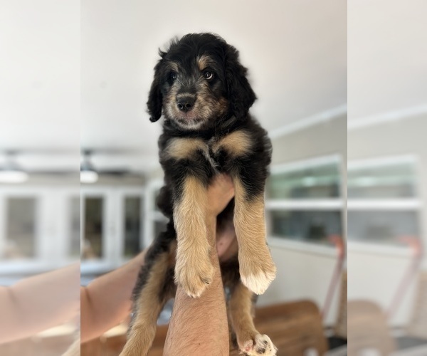 Medium Photo #79 Aussiedoodle Puppy For Sale in LONGWOOD, FL, USA