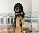 Small Photo #79 Aussiedoodle Puppy For Sale in LONGWOOD, FL, USA