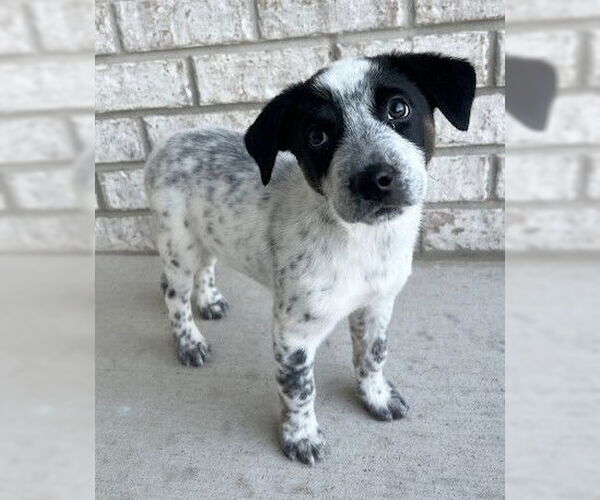 Medium Photo #3 Border Collie-Unknown Mix Puppy For Sale in Genesee, WI, USA