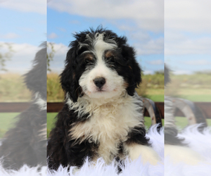 Bernedoodle Puppy for sale in ITASCA, TX, USA