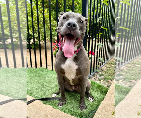 Medium Photo #4 American Pit Bull Terrier-Unknown Mix Puppy For Sale in Redlands, CA, USA