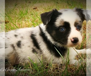 Miniature Australian Shepherd Puppy for sale in SMITHVILLE, AR, USA