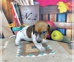 Small #4 Dachshund