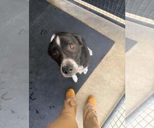 Tom - Male Australian Shepherd-Unknown Mix Dog for Adoption