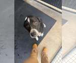 Tom - Male Australian Shepherd-Unknown Mix Dog for Adoption - Small photo