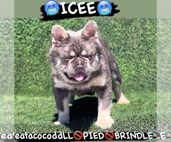 Medium Photo #1 French Bulldog Puppy For Sale in LAS VEGAS, NV, USA
