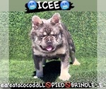 Small Photo #1 French Bulldog Puppy For Sale in LAS VEGAS, NV, USA