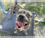 Small #1 Catahoula Leopard Dog Mix