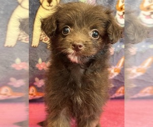 Pom-A-Poo Puppy for sale in BEECH GROVE, IN, USA